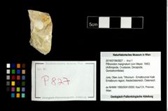 Foto (Objekt + Etikett) von Pithonoton marginatum (von Meyer, 1842)  (NHMW-GEO-2014-0194-0827)